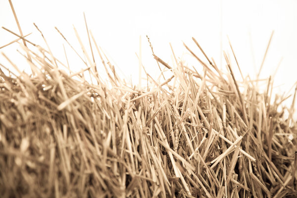 кошеная пшеница крупным планом во время
