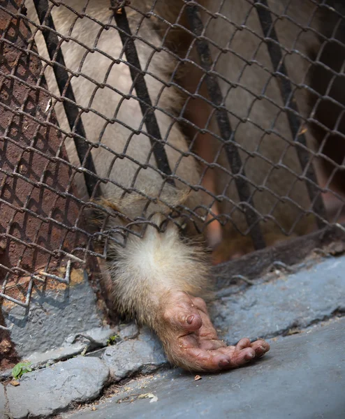 Monkey achter de tralies gesloten, vraagt voedsel — Stockfoto