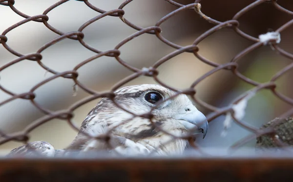 Portrait of a falcon, locked up the zoo — Stockfoto