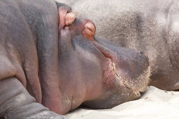 Ippopotamo primo piano crogiolarsi al sole — Foto Stock