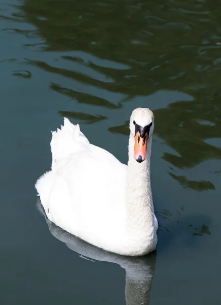 Portrait of a floating swan — Stock Photo, Image