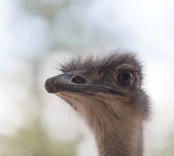 Close-up portret van een struisvogel — Stockfoto