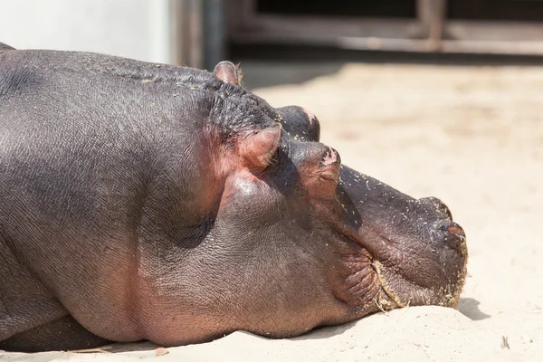 Hippo koesteren in de zon — Stockfoto