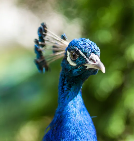 Portret van een pauw in de natuur — Stockfoto