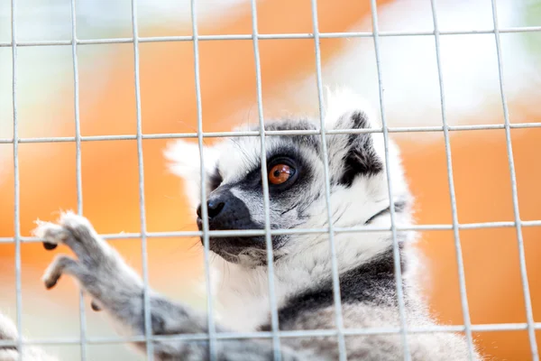 Portrait of a lemur behind bars, locked up — Stock Photo, Image