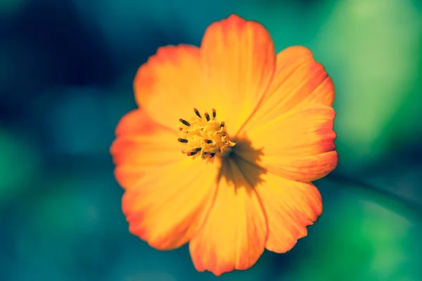 Oranje bloem van de Papaver familie — Stockfoto