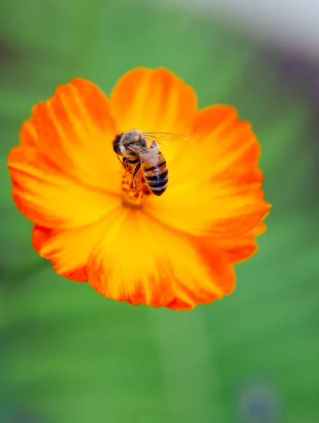 Fiore di papavero arancione con un'ape — Foto Stock