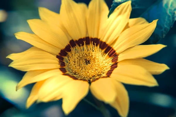 Ярко-желтый календарь цветов закрыть — стоковое фото