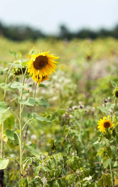 Solrosor i ett fält i naturen — Stockfoto