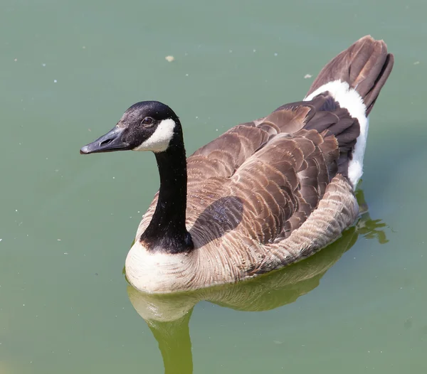 Duck floating on the lake — Stock Photo, Image