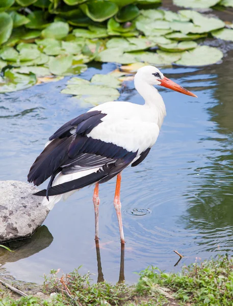 Stork standing in the ode in the lake — Stock Photo, Image