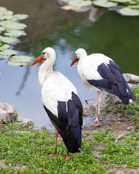 Duas cegonhas estão no lago. — Fotografia de Stock