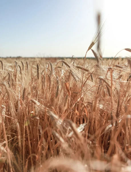 Campo, espigas de trigo ao pôr do sol — Fotografia de Stock