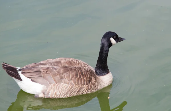 One duck swimming on the lake — Stock Photo, Image