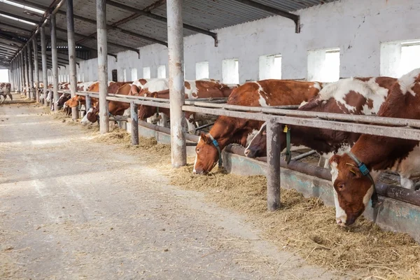 Ферма для скота внутри во время — стоковое фото