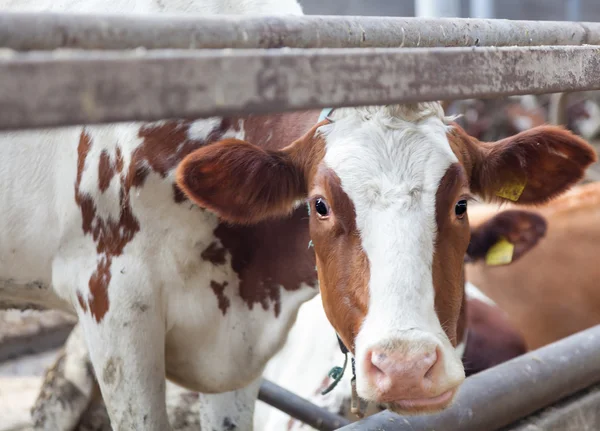 Retrato de vaca em uma fazenda — Fotografia de Stock