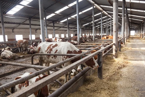 Внутри фермы с коровами — стоковое фото