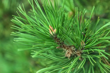 closeup branch fir clipart