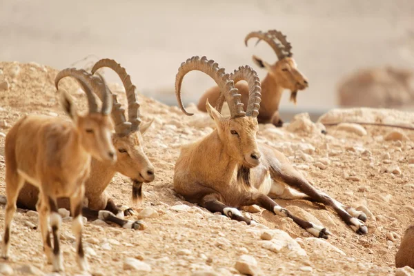 Animales diferentes — Foto de Stock