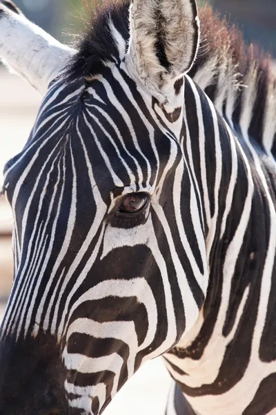 Verschillende dieren — Stockfoto