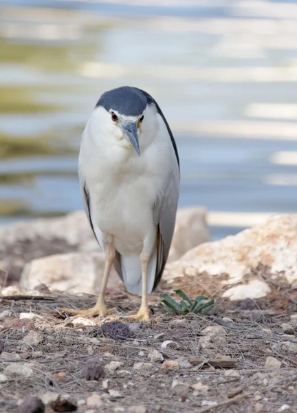 Different animals — Stock Photo, Image