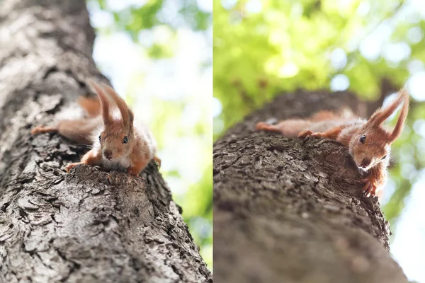 Farklı hayvanlar — Stok fotoğraf