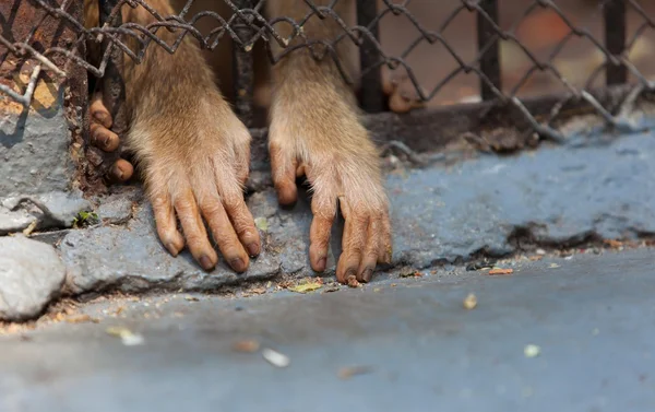 Vie de singe dans le zoo — Photo