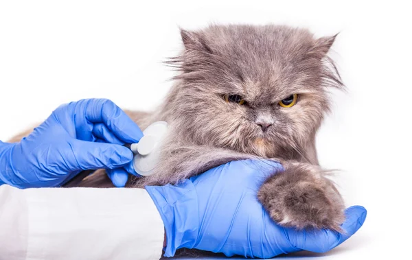 Chat à l'admission dans une clinique vétérinaire — Photo