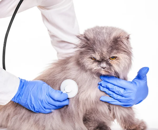 Lavorare con gli animali in una clinica veterinaria — Foto Stock