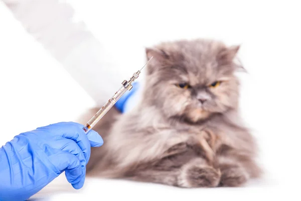 Aşı hayvanlarda veteriner Kliniği Stok Fotoğraf