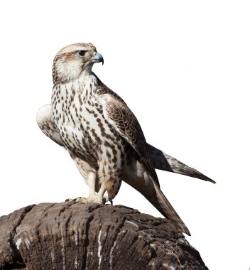 hawk sitting on a tree stump, isolated  clipart