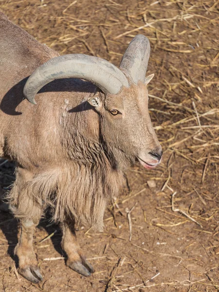 Capra di montagna — Foto Stock