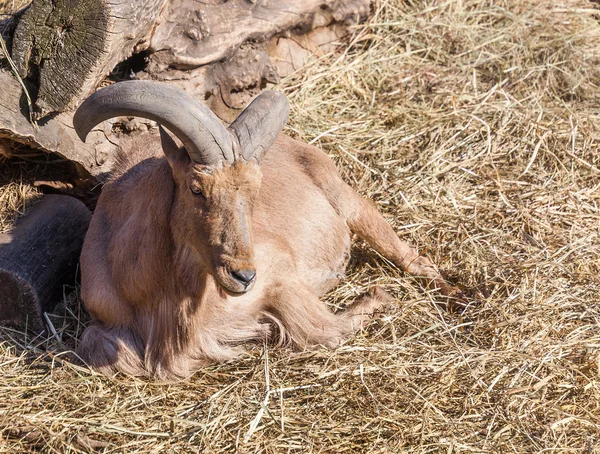 Mountain goat heated, lying in the sun — Stock Photo, Image