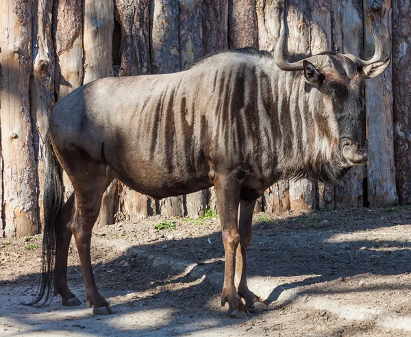 Wildebeest parado en el paddock — Foto de Stock