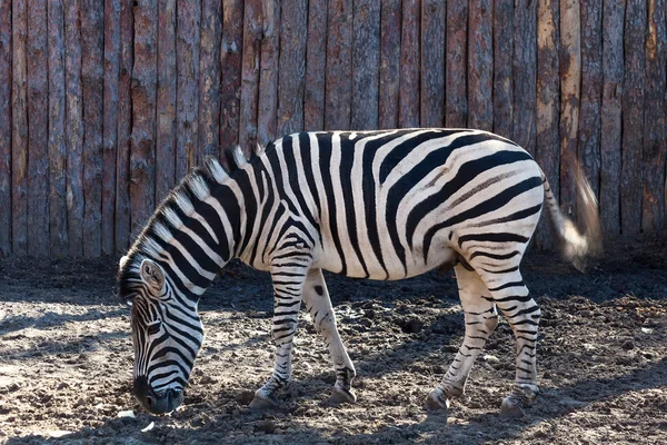 Zebra betande paddock — Stockfoto