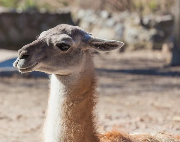 Lama portrét zavřít — Stock fotografie