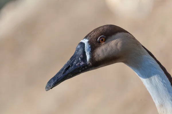 Portrét hnědé Husa — Stock fotografie