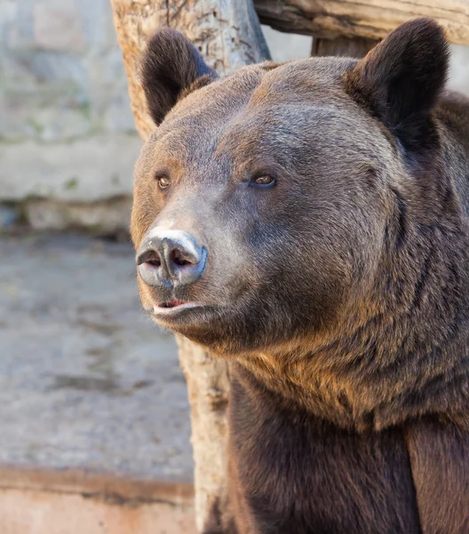 Bear portrait close — Stock Photo, Image