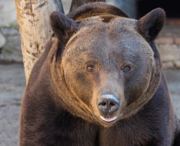 Portrait of a cute brown bear — Stock Photo, Image