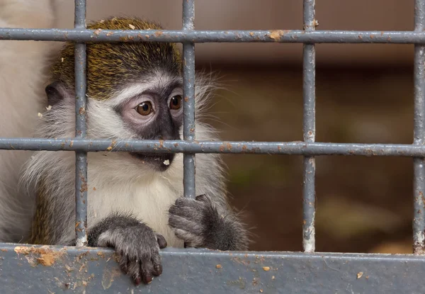 Portrait d'un petit singe derrière les barreaux — Photo