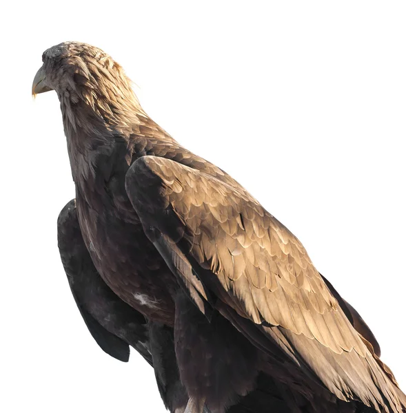 Αετός πορτρέτο απομονωθεί — Φωτογραφία Αρχείου