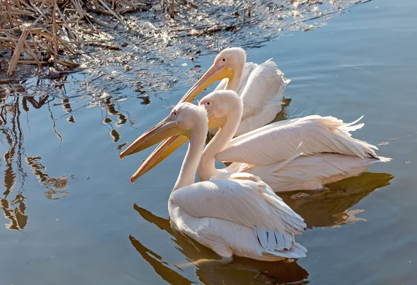 Três pelicanos flutuando no lago — Fotografia de Stock