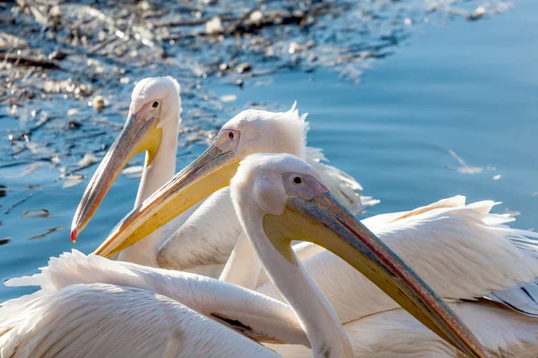 Três pelicano flutuando no lago perto — Fotografia de Stock