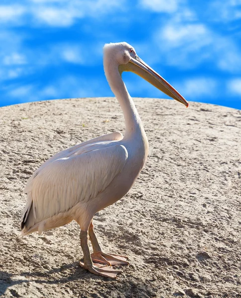 Portrait of pelican close — Stock Photo, Image
