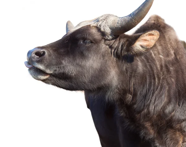 Portrait of a bull isolated — Stock Photo, Image