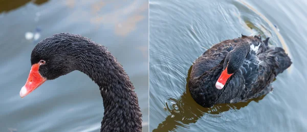 Portrait of a black swan — Stock Photo, Image