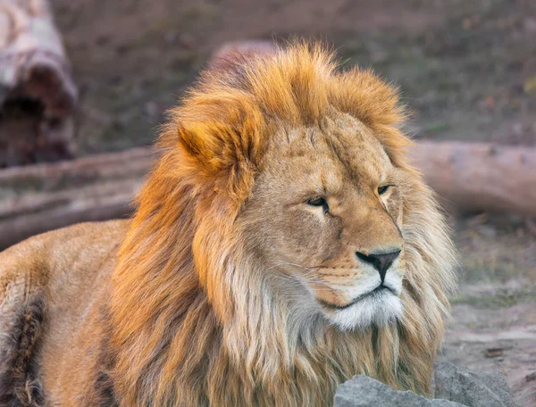 Portrait of a cute lion — Stock Photo, Image