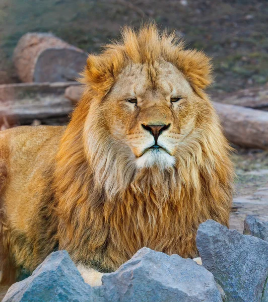 Portrait of the king of beasts lion — Stock Photo, Image