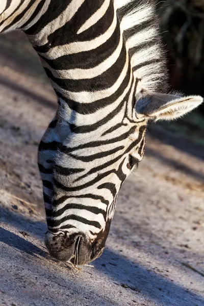 Portret zebra zjada blisko — Zdjęcie stockowe