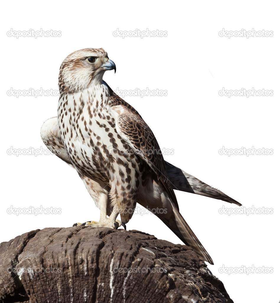 hawk sitting on a tree stump, isolated 